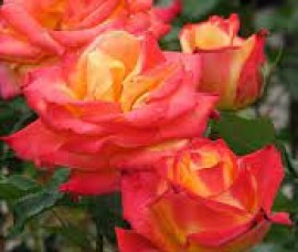 Trandafir teahibrid Mein Munchen Rna